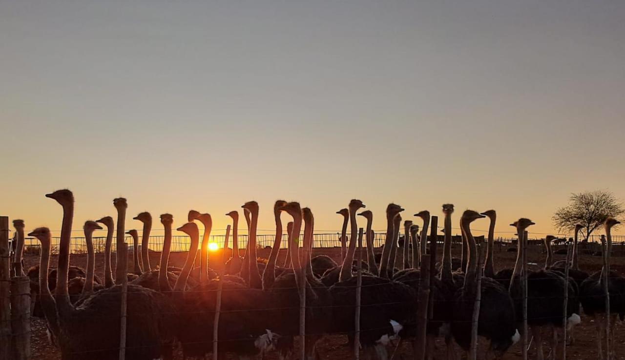 Апартаменты Pureplaas Self Catering Volmoed Oudtshoorn Klein Karoo Экстерьер фото