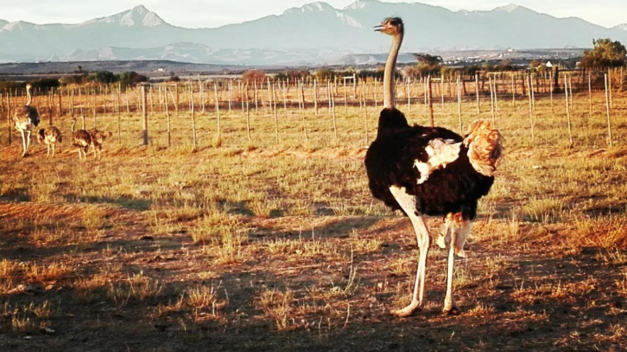 Апартаменты Pureplaas Self Catering Volmoed Oudtshoorn Klein Karoo Экстерьер фото