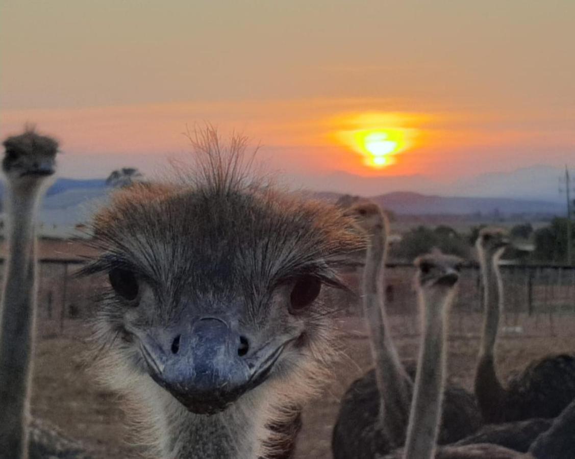 Апартаменты Pureplaas Self Catering Volmoed Oudtshoorn Klein Karoo Экстерьер фото